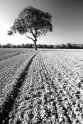 Tree in field, Veyrier Switzerland